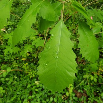 Quercus muehlenbergii, photographed by Mac Post