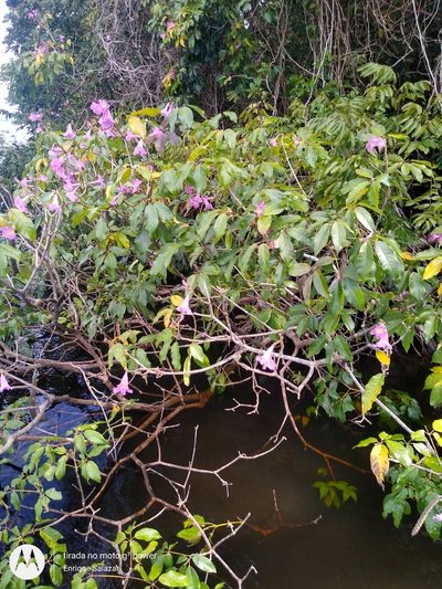 Handroanthus barbatus, photographed by Enrique Salazar