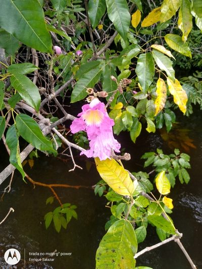 Handroanthus barbatus, photographed by Enrique Salazar
