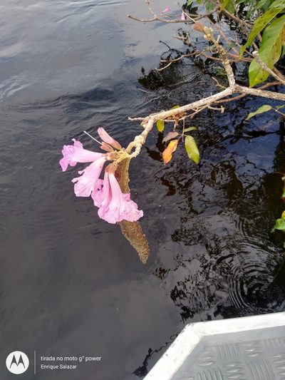 Handroanthus barbatus, photographed by Enrique Salazar