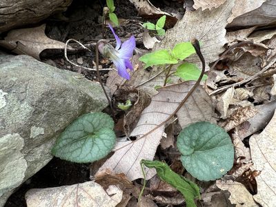 Viola hirsutula, photographed by Annie Weissman