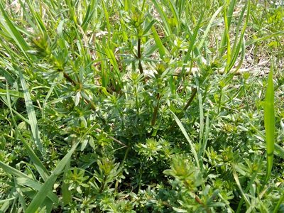 Galium album, photographed by Hana Váchová