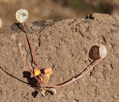 Idahoa scapigera, photographed by John A Haskins