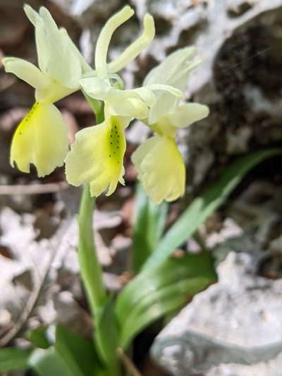Orchis pauciflora, photographed by Denis Bastianelli