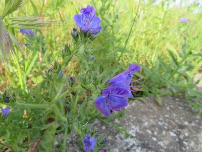 Echium plantagineum, photographed by Marco Mussita