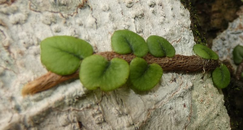 Microgramma vacciniifolia, photographed by Helio Lourencini