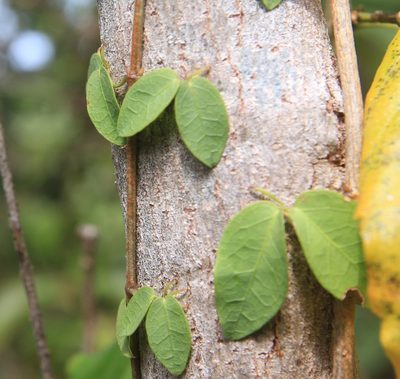 Dolichandra unguis-cati, photographed by Brian Oakes Haiti Hunter