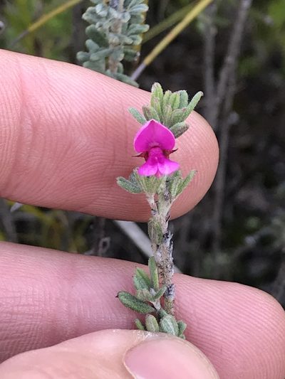 Indigofera rhodantha, photographed by Ren Hoekstra