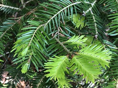 Abies alba, photographed by Jason Grant