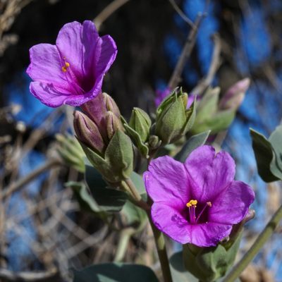 Mirabilis multiflora, photographed by Andrew Tree