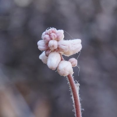Heuchera glomerulata, photographed by Andrew Tree