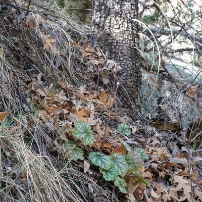 Heuchera glomerulata, photographed by Andrew Tree