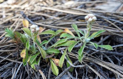 Antennaria marginata, photographed by Andrew Tree