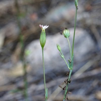 Silene antirrhina, photographed by Andrew Tree