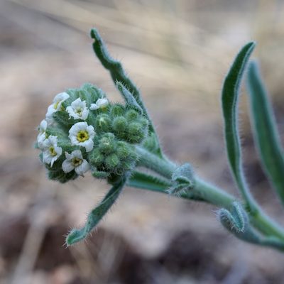 Oreocarya suffruticosa, photographed by Andrew Tree