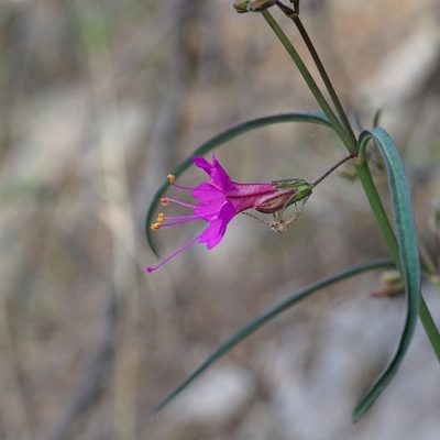 Mirabilis coccinea, photographed by Andrew Tree