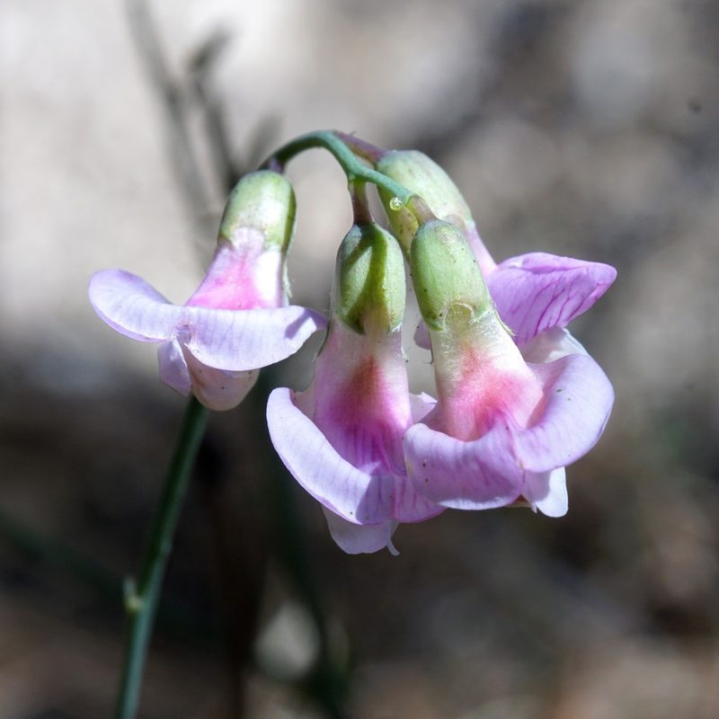Lathyrus graminifolius, photographed by Andrew Tree