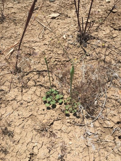Eriogonum clavatum, photographed by Adam J. Searcy