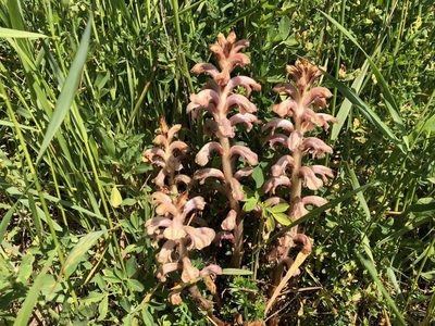 Orobanche caryophyllacea, photographed by Jason Grant