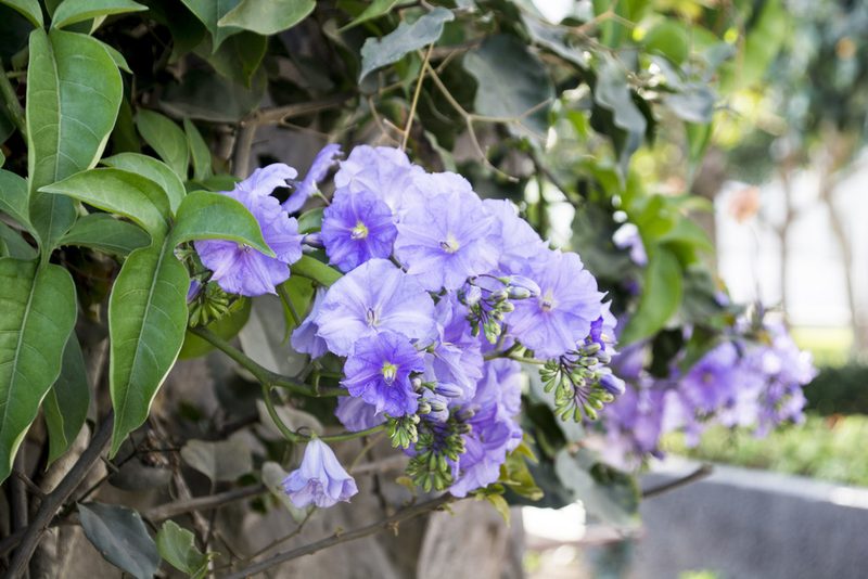 Solanum wendlandii, photographed by David F. Belmonte