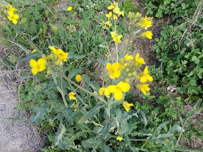 Brassica napus, photographed by Hana Váchová
