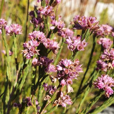 Erica corifolia, photographed by Corli du Toit Smith