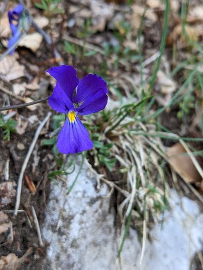 Viola eugeniae, photographed by Denis Bastianelli