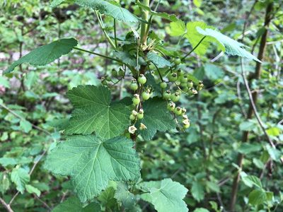 Ribes rubrum, photographed by Jason Grant
