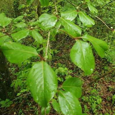 Viburnum rufidulum, photographed by Mac Post