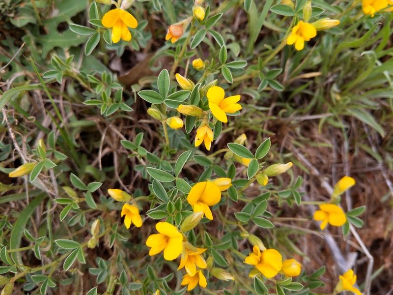 Argyrolobium zanonii, photographed by castieler
