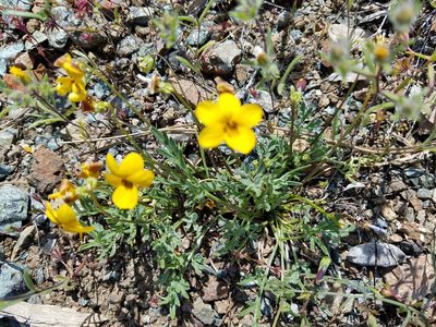Viola douglasii, photographed by D Defreese