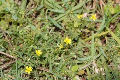 Oxalis dillenii, photographed by Claire Herzog