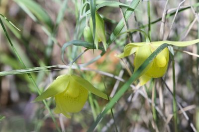 Calochortus pulchellus, photographed by Dario Taraborelli