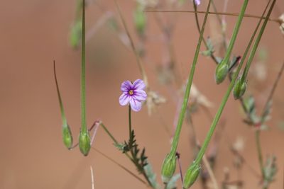 Erodium botrys, photographed by Dario Taraborelli