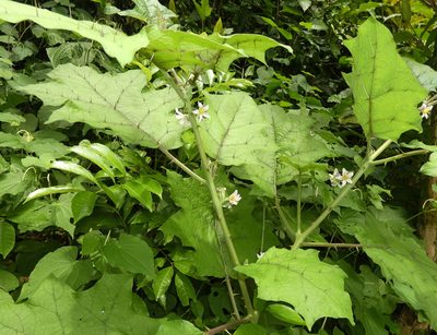 Solanum stramoniifolium, photographed by Helio Lourencini