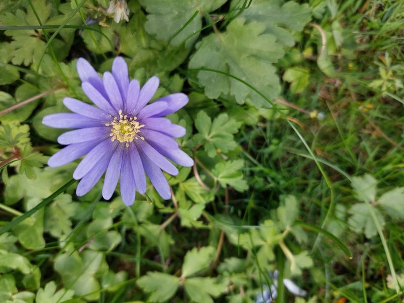 Anemonoides blanda, photographed by E. Borchert