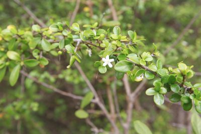Randia aculeata, photographed by Brian Oakes Haiti Hunter