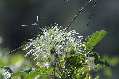 Clematis lasiantha, photographed by Dario Taraborelli