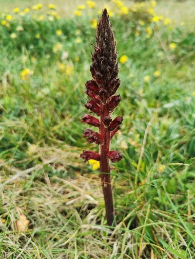 Orobanche foetida, photographed by escobrice