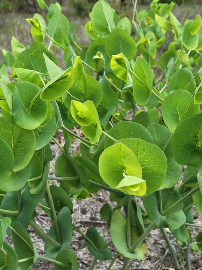 Baptisia perfoliata, photographed by Anthony A Simmons