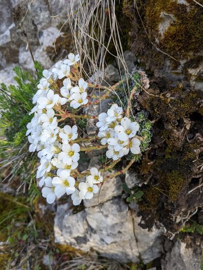 Saxifraga marginata, photographed by Denis Bastianelli