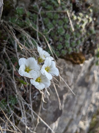 Saxifraga marginata, photographed by Denis Bastianelli