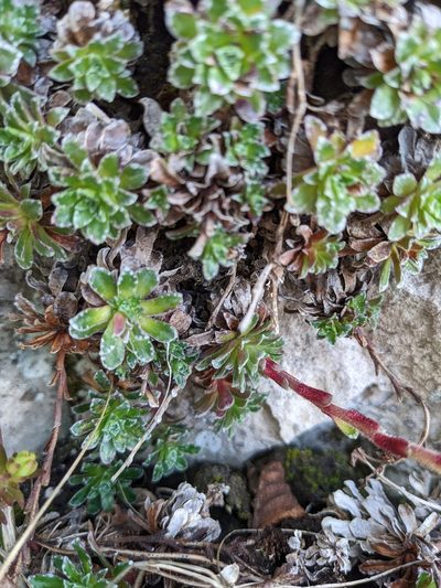 Saxifraga marginata, photographed by Denis Bastianelli