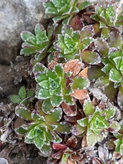 Saxifraga marginata, photographed by Denis Bastianelli