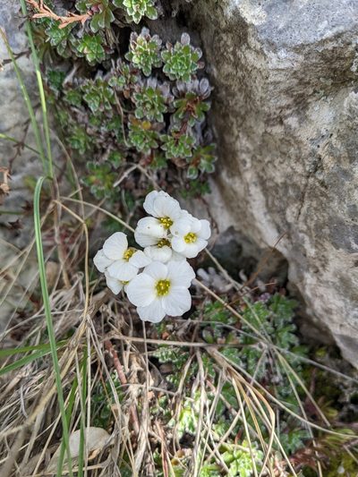 Saxifraga marginata, photographed by Denis Bastianelli