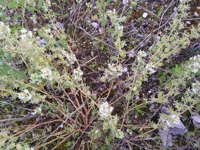 Reseda phyteuma, photographed by castieler