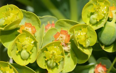 Euphorbia myrsinites, photographed by Toby