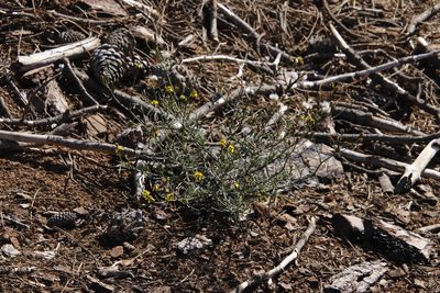 Senecio burchellii, photographed by Tony Rebelo