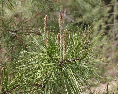 Pinus virginiana, photographed by Fluff Berger