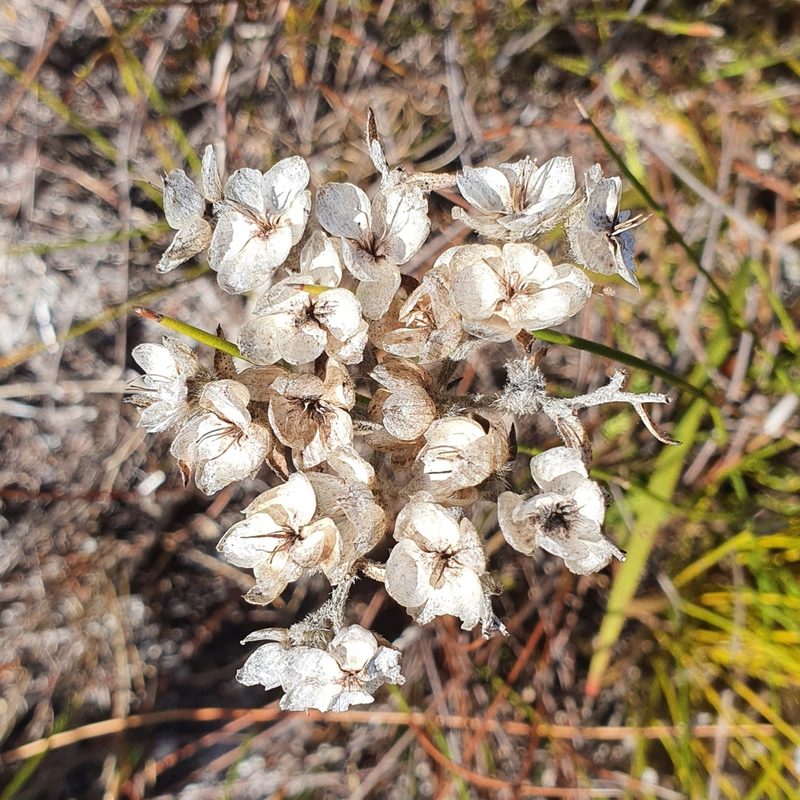 Dilatris pillansii, photographed by Corli du Toit Smith